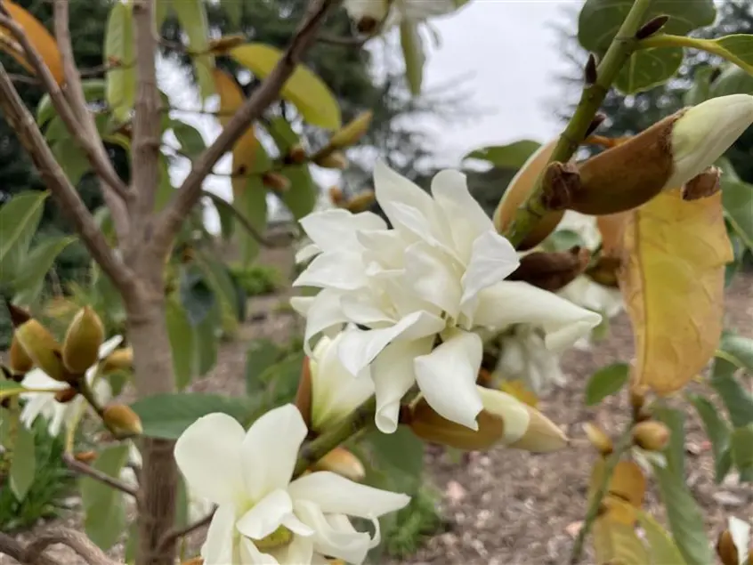 A white magnolia flower.