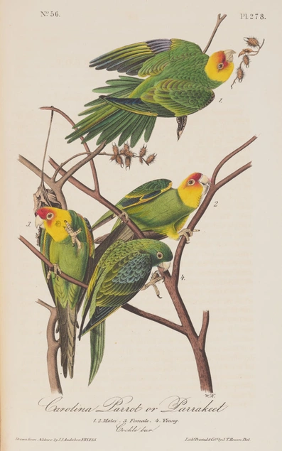 Illustration of four green parrots in a tree.