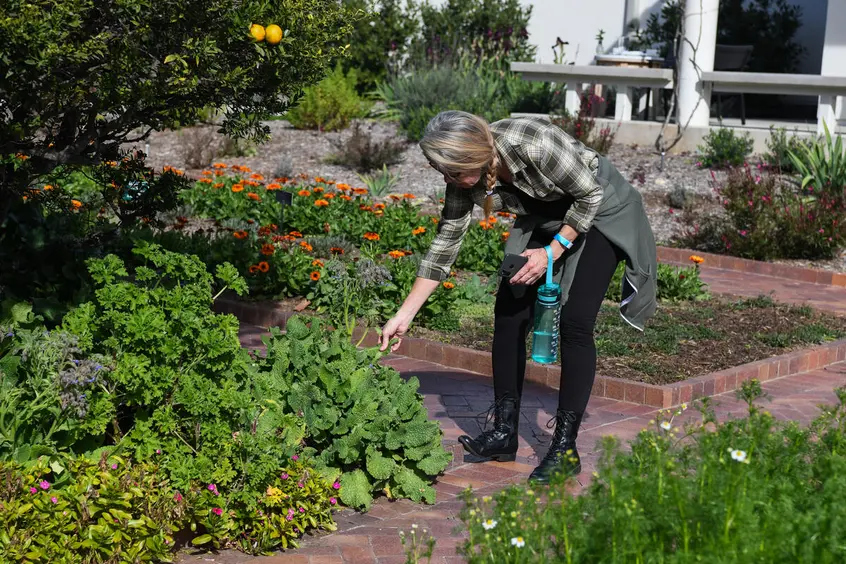 A person bends over to touch a plant in a garden.