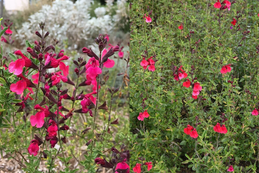 A close-up of red flowers (left) and a plant with many small red flowers (right).