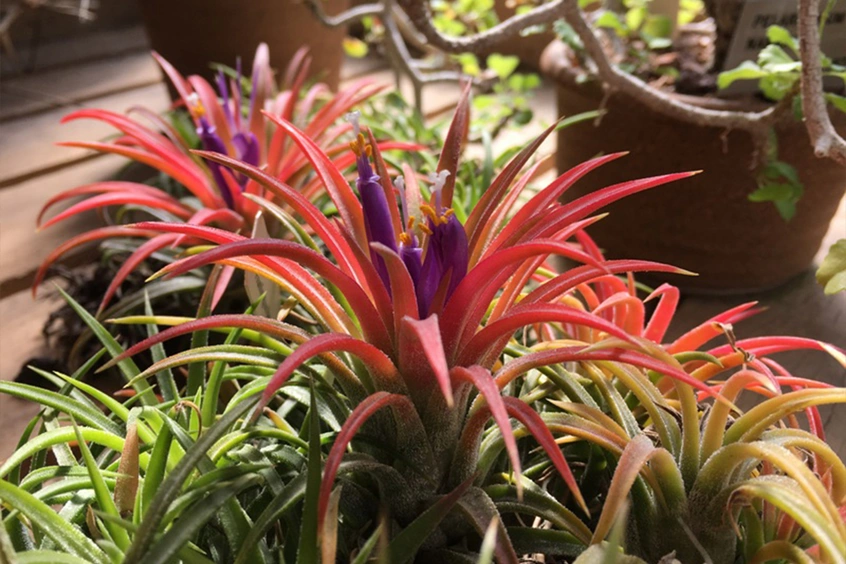 A colorful tillandsia with red leaves and purple flowers.