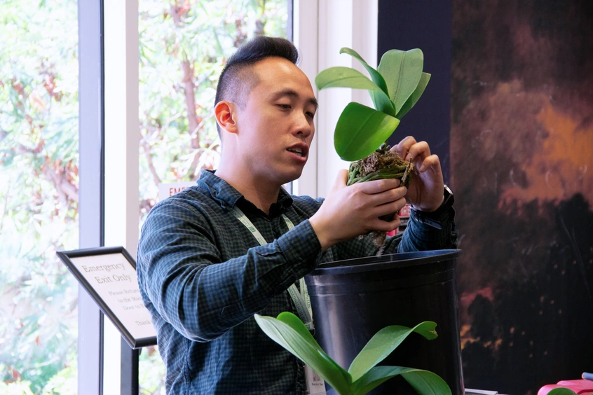 A person repotting an orchid plant.