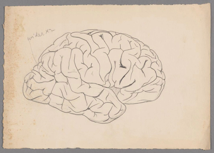 Pencil drawing of a side view of the human brain.