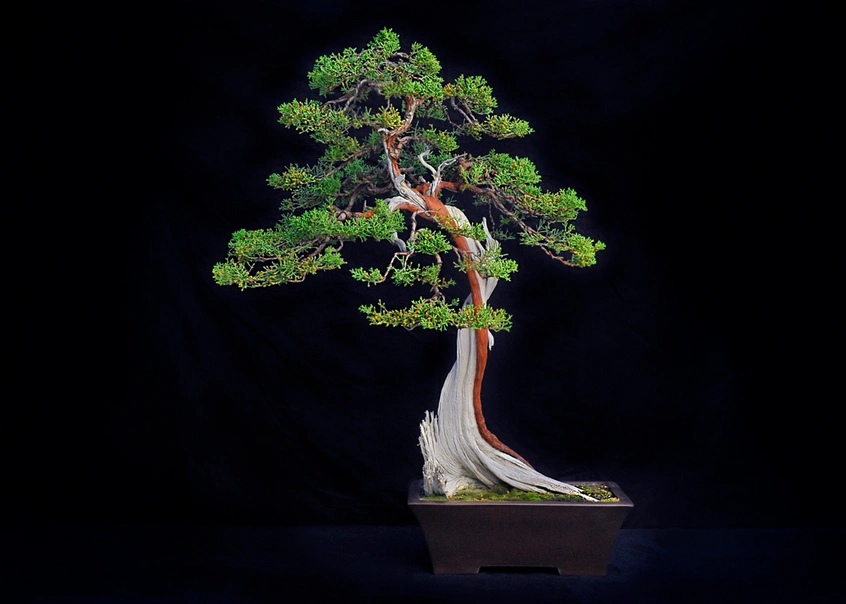 A juniper bonsai tree with red bark and exposed bleached-white trunk on a black backdrop.