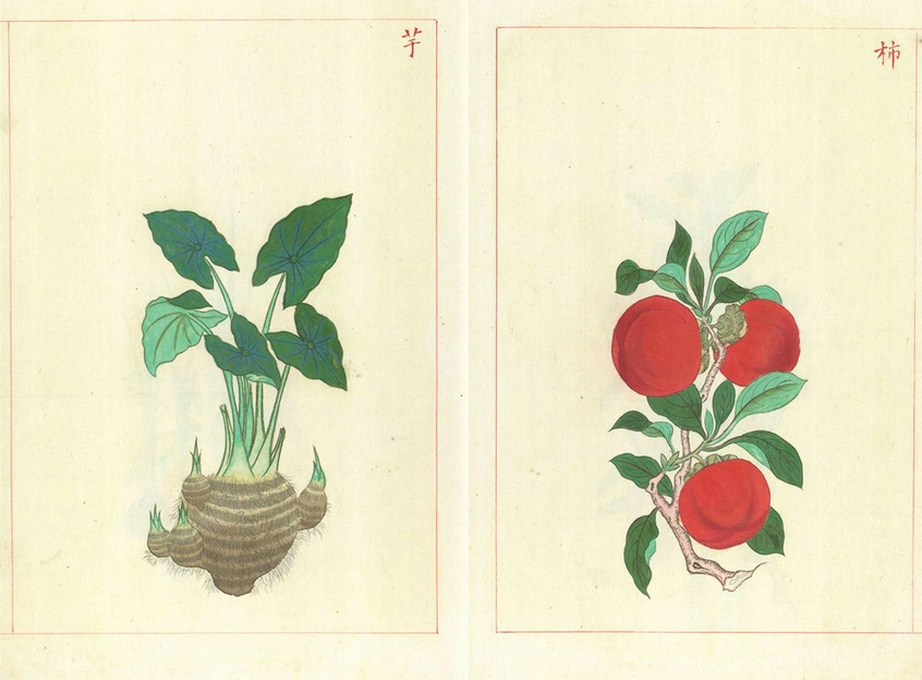 Drawing of a taro plant (left) and persimmon plant (right).