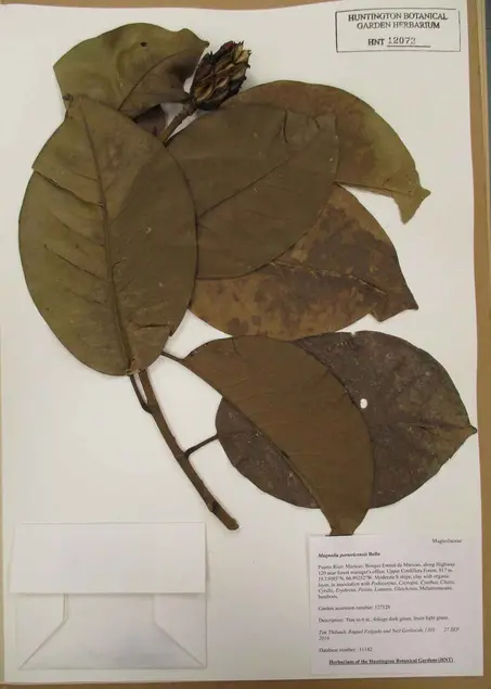 Magnolia Portoricensis botanical specimen. The Huntington Library, Art Museum, and Botanical Gardens.