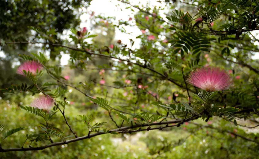 pink blooms of acacia trees