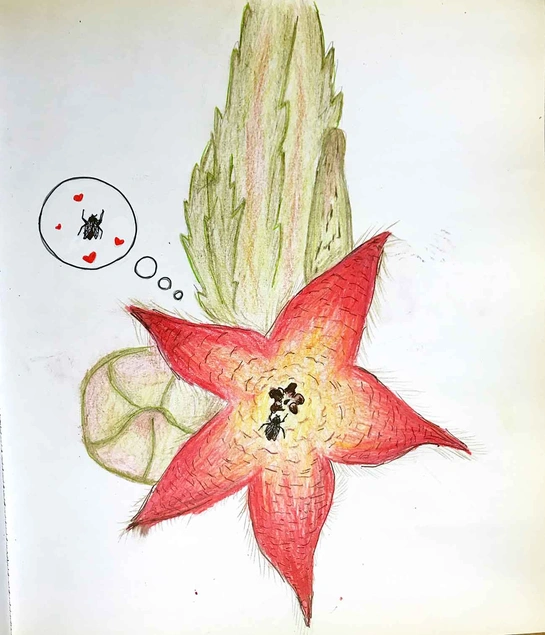 Cactus drawing