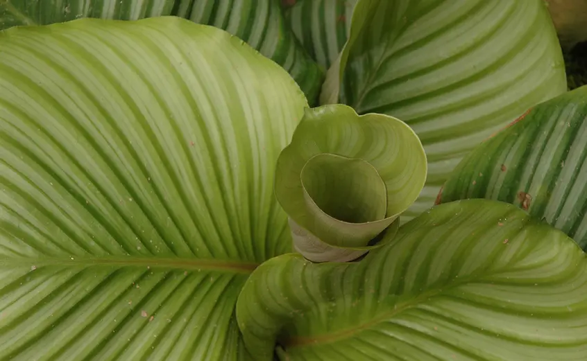 green striped calathea orbifolia leaves