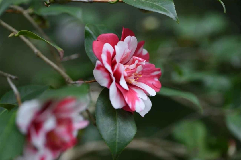 Japanese Camellia 'Marquis de Montcalm'