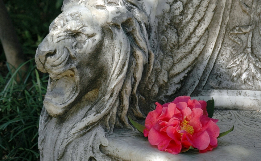 pink camellia reticulata "nancy reagan" bloom on sculpted lion-head chair