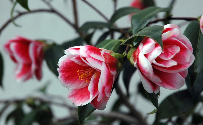 Now Blooming: Camellias | The Huntington