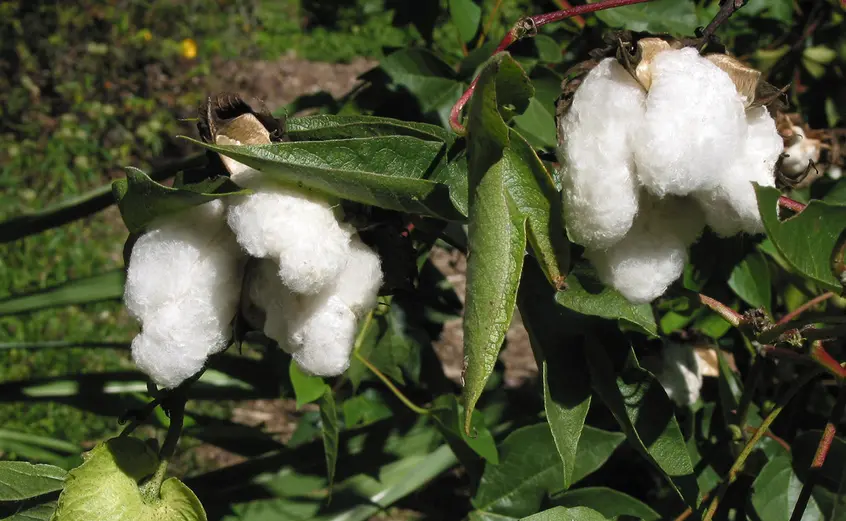 Fluffy white cotton grows out this tree's seeds.