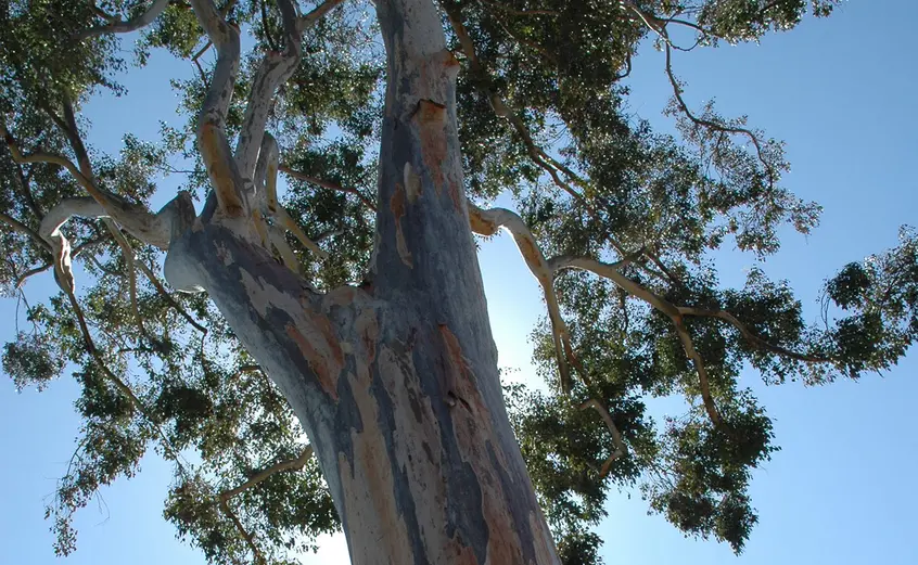 eucalyptus tree