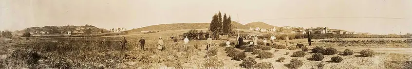 Flower Field in Los Angeles-Hollywood, California, United States, Operated by the Kuromi Family of Shimane Prefecture, March 1, 1928, Paris Photographic Studio. Panoramic photo of the Kuromi family in a flower field off of Los Feliz Boulevard. 