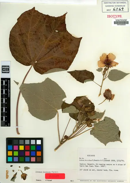 herbarium_9.jpg