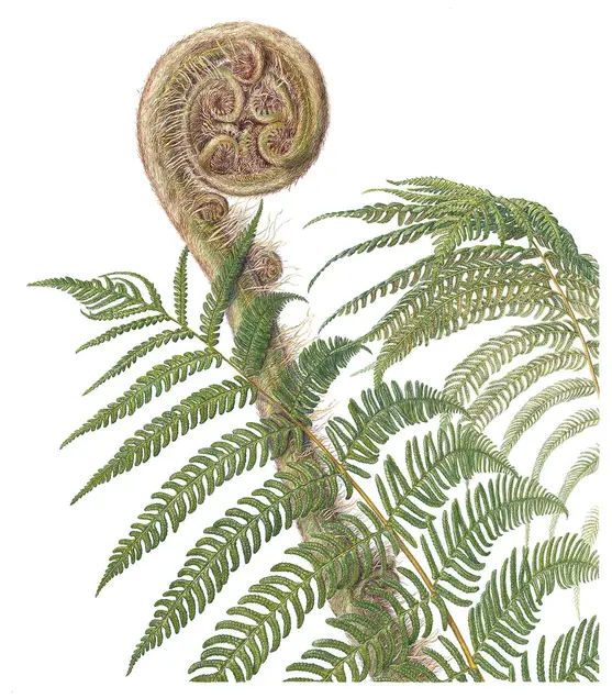Botanical drawing of a fern