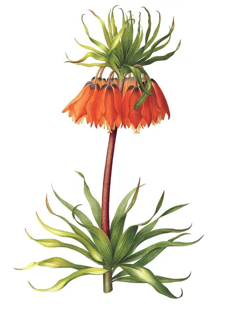 Botanical drawing of a crown imperial lily