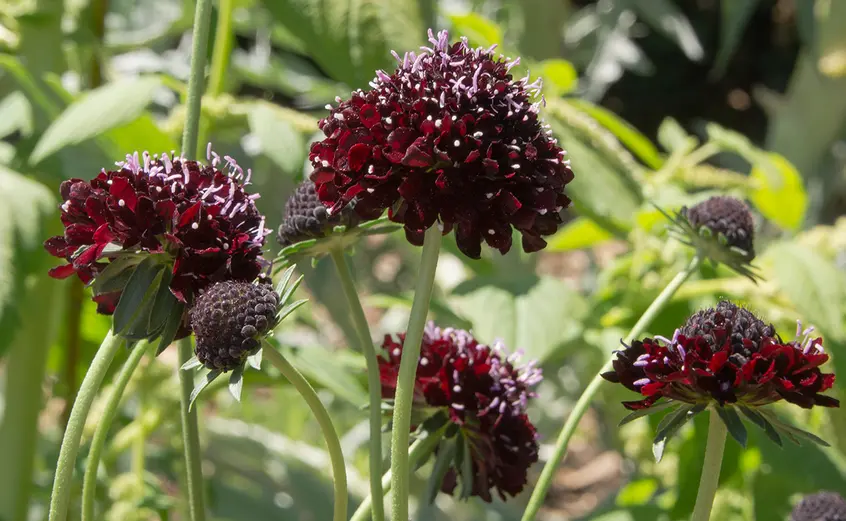 A group of six deep-red flower blooms.