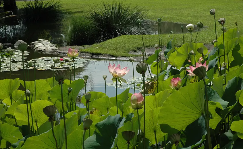 pink lotus flowers grow out of lily ponds