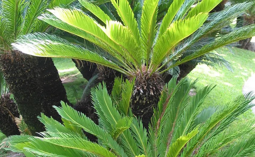 Two short cycads 