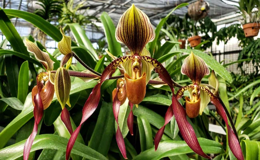 Paphiopedilum Berenice 'Blumen Insel' 