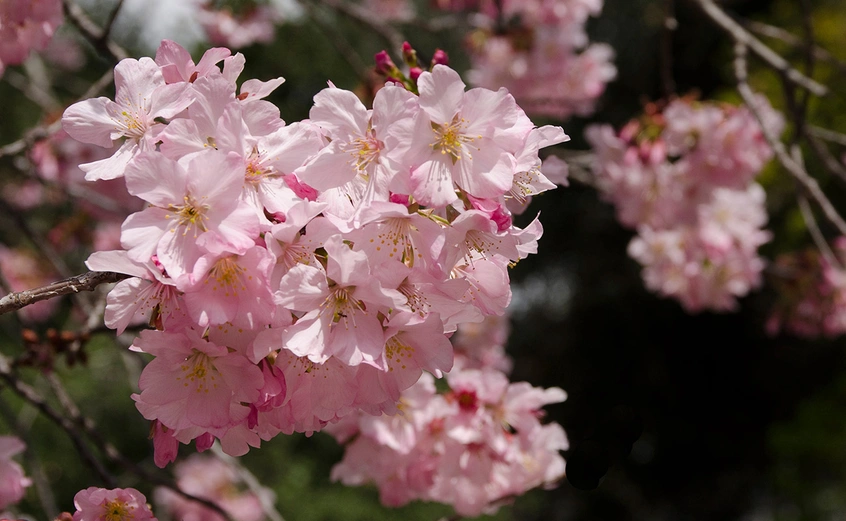 Pink cloud cherry blossoms