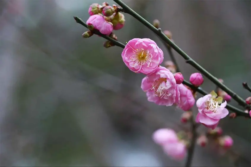 Japanese Apricot Blossom