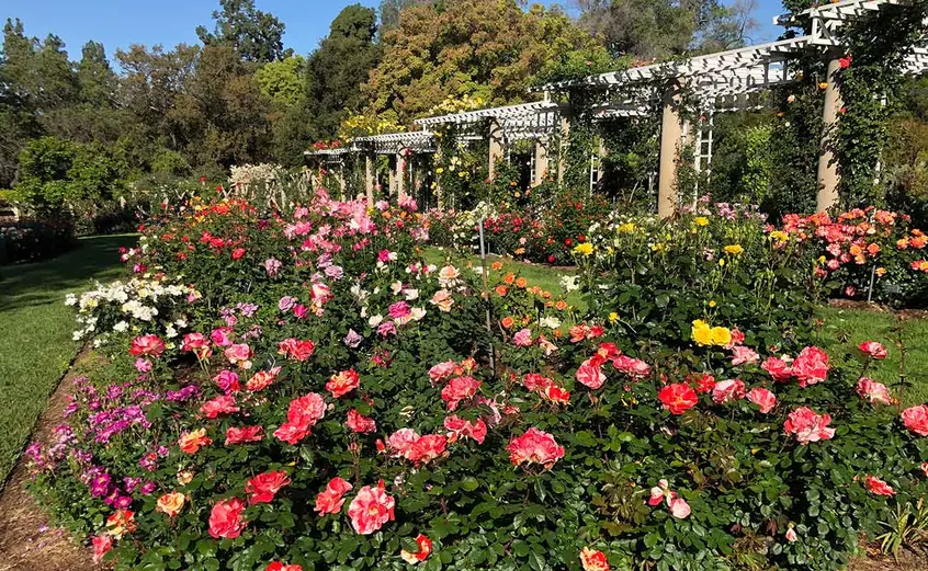Overview of blooming Rose Garden