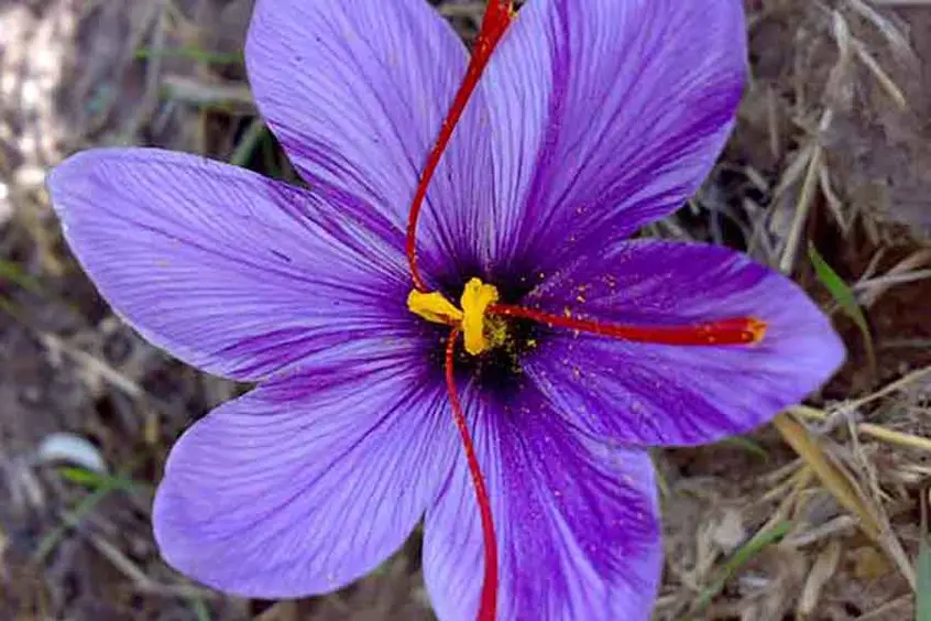 Photo of saffron flower