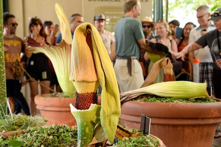 A record three Corpse Flowers bloomed at The Huntington in August 2018 and were named “Stink,” “Stank,” and “Stunk.”