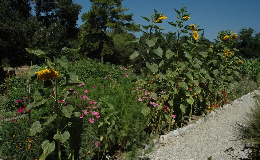 Sunflowers grow next to the garden path