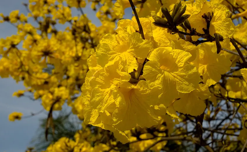 yellow tabebuia chrysotricha "golden trumpet" tree