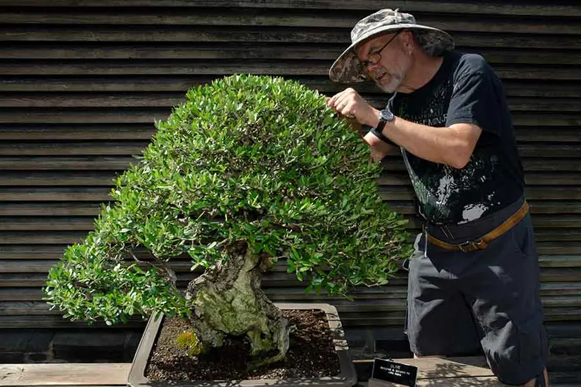 Ted Matson trimming a bonsai