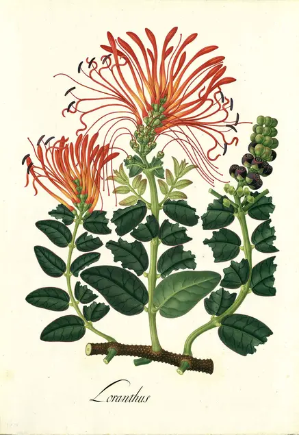 José María Carbonell, Loranthus, Royal Botanical Expedition to the New Kingdom of Granada led by José Celestino Mutis (1783–1816), tempera on paper, approx. 21¼ × 15 in. Archivo del Real Jardín Botánico- CSIC (Madrid).