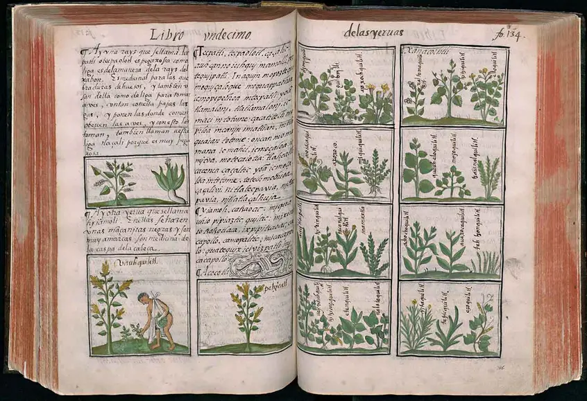 Bernardino de Sahagún (1499–1590) and indigenous artists and scribes, description and illustration of Mexican medicinal herbs in the Historia General de las Cosas de la Nueva España, (General History of the Things of New Spain), also known as the Florentine Codex, ca. 1577, ink and color on paper, Biblioteca Medicea Laurenziana, Florence Ms. Med. Laur. Palat. 220. Reproduced with permission of MiBACT.