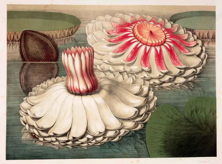 Intermediate Stages of Blooming, in John Fisk Allen (1785–1865), Victoria regia; or, The Great Water Lily of America, Boston: Dutton and Wentworth, 1854, chromolithograph, 15 × 21 in. The Huntington Library, Art Collections and Botanical Gardens.