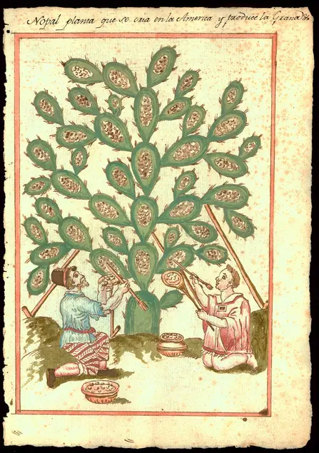Nopal planta que se cría en la América y que produce la grana (The nopal plant that is grown in America and produces cochineal), in Reports on the History, Organization, and Status of Various Catholic Dioceses of New Spain and Peru, 1620–49, pigment and ink on paper. The Newberry Library, Chicago, Ayer MS 1106 D8 Vault Box 1 Folder 15.