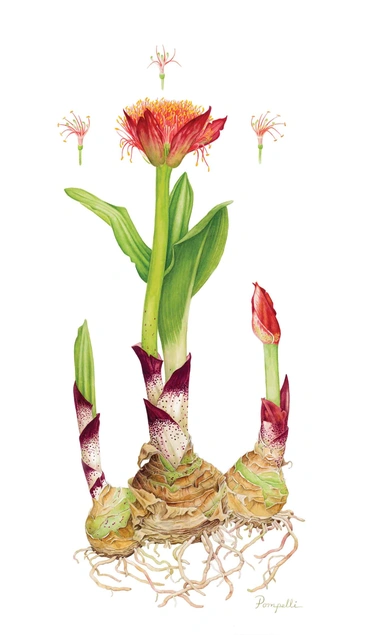 African Blood Lily, Scadoxus puniceus. Watercolor on paper. © Lisa Pompelli