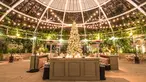 A lit christmas tree sets a golden glow behind a cocktail bar under a glass dome at night.