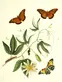 A botanical illustration of a passion vine with moths.
