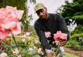 A person trims a dead flower off a pink rose plant in a garden.