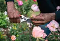 Closeup of a person's hands trimming a dead flower off a pink rose plant in a garden.