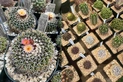 A close-up of blooming cacti (left) and a grid of potted cacti (right).