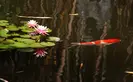 Orange koi fish swims under lily pads