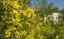 yellow blossoms of acacia chinchillensis