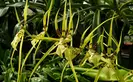Brassia Rex 'Sakata'