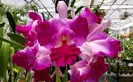 Cattleya Hausermann's Firewings