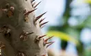 Thorns of a palm tree growing out of the trunk
