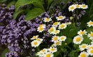purple heliotrope and white Feverfew flowers